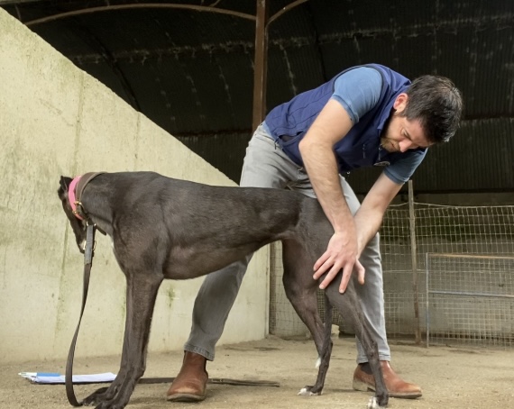 Therapy performed on canine